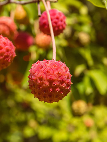 20 HIMALAYAN DOGWOOD / STRAWBERRY Tree Cornus Capitata White & Pink Flower Red Fruit Seeds